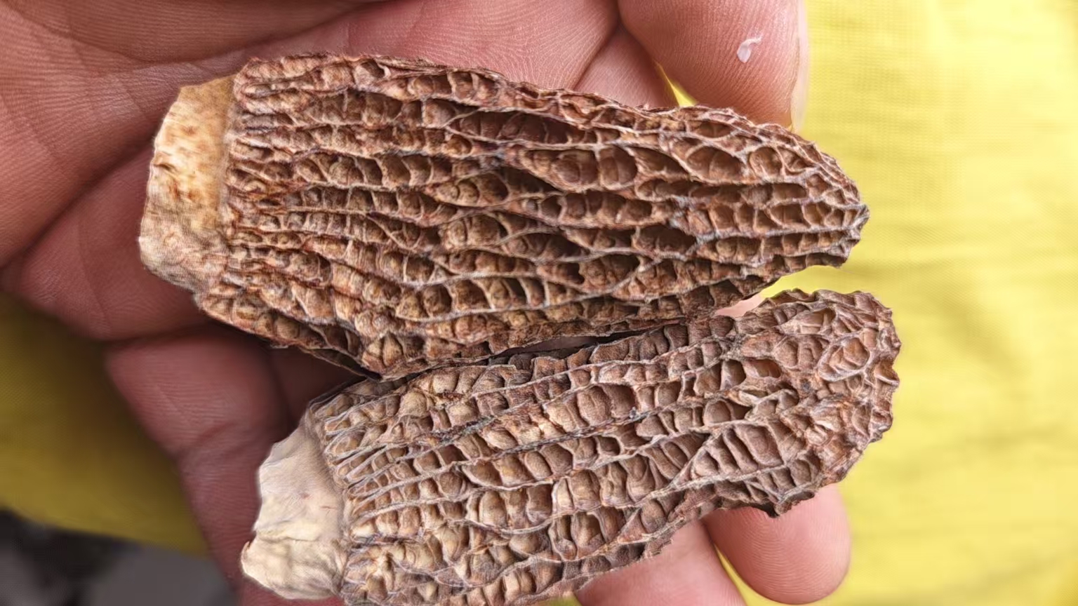 精选头茬六妹羊肚菌剪脚5-7公分高原红羊肚菌肉质厚炖汤滋补营养