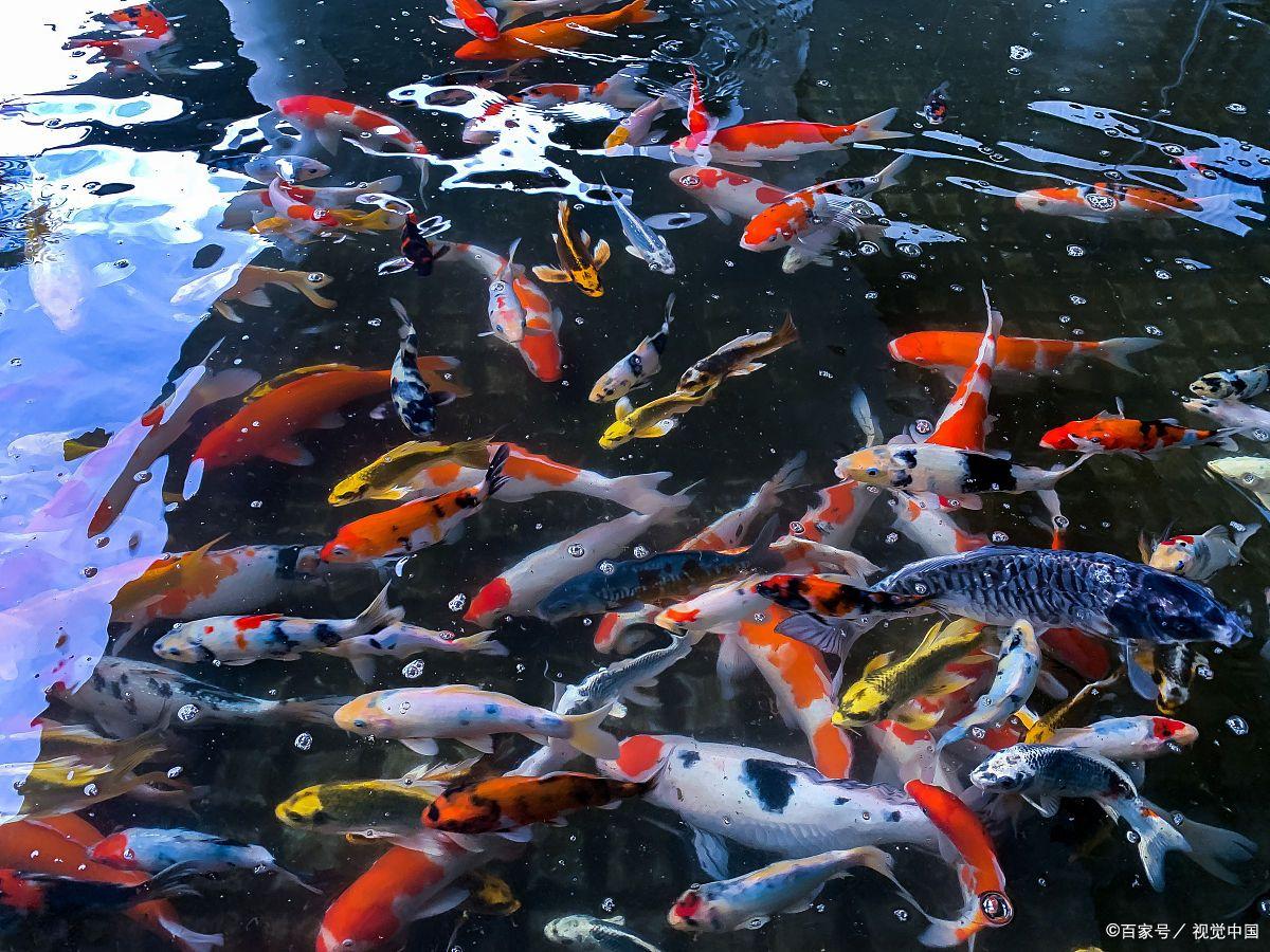 店铺改价观赏鱼链接4CM-10CM