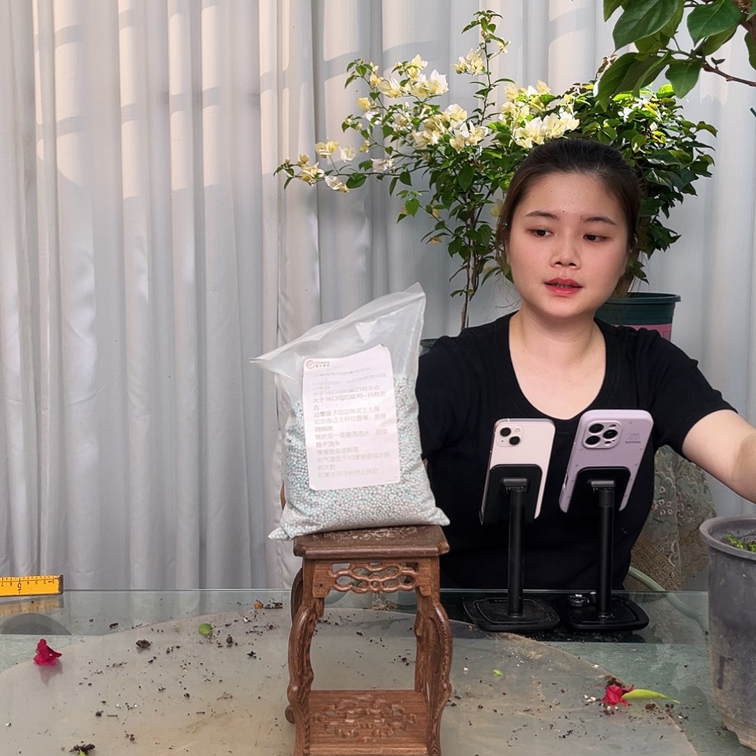 当前无花栽培后可以开花三角梅专用肥两斤