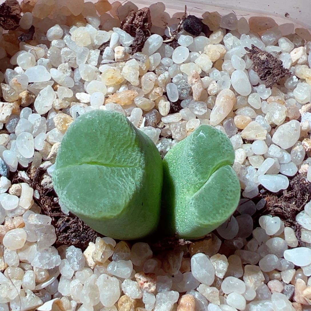 85-408多肉多肉磨砂风铃