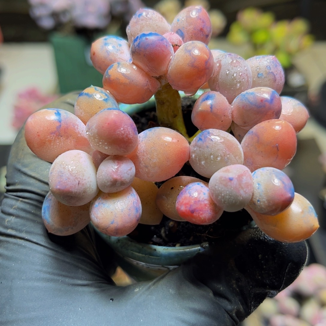 549黄金香树手指奶酪7厘米