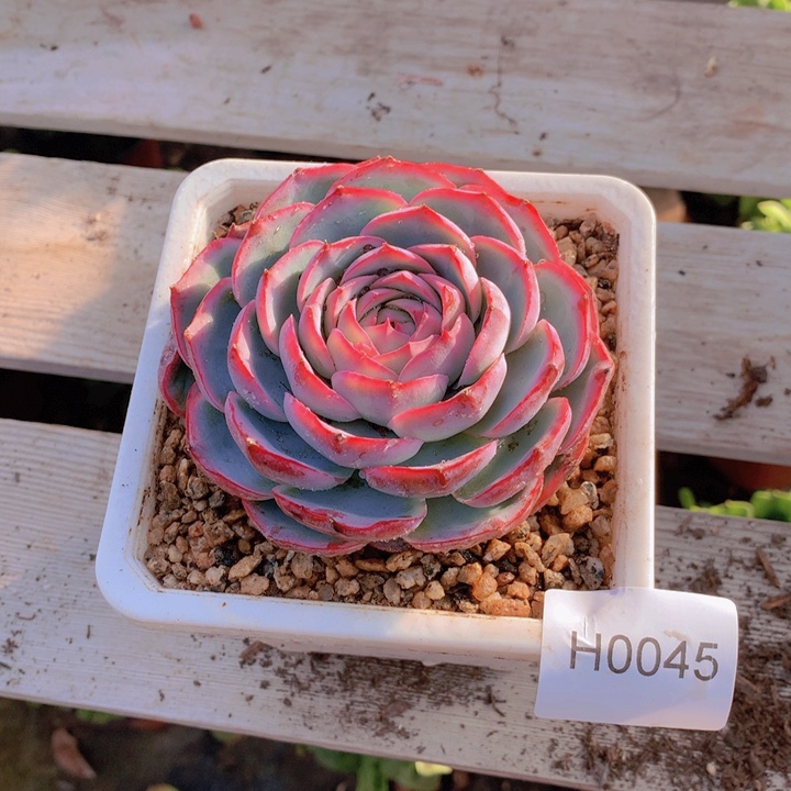 薮***猫闪购多肉1棵h0045