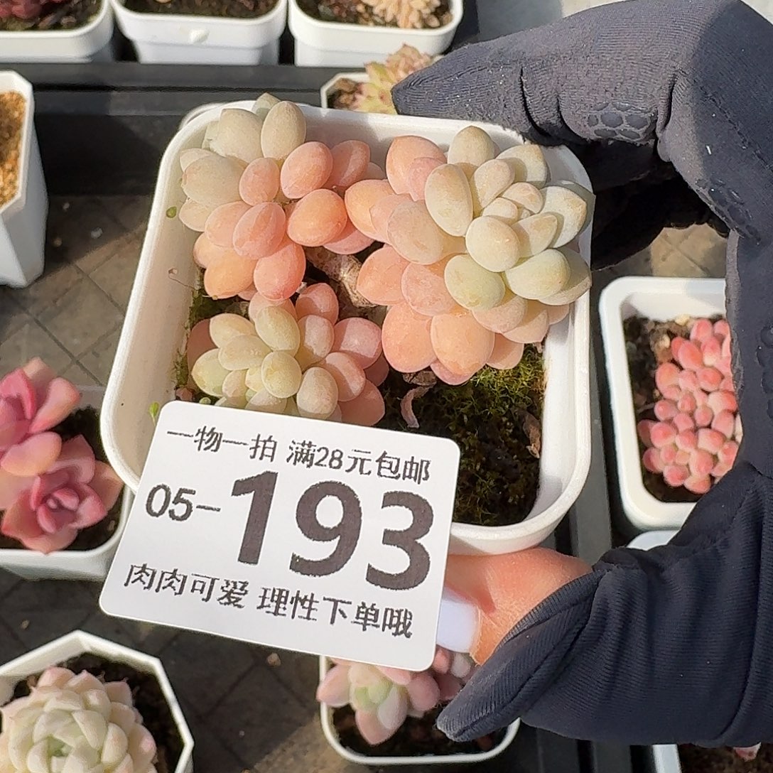 鱼子酱无盆土发货