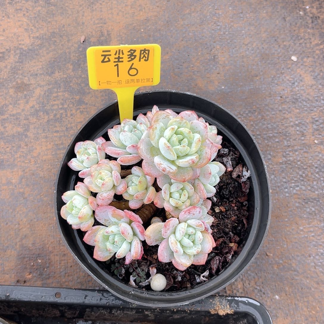 当***归云尘多肉一物一拍16，