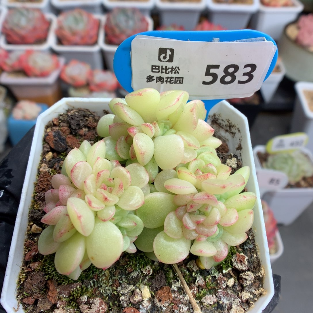 583 灯泡叶麦杆多肉