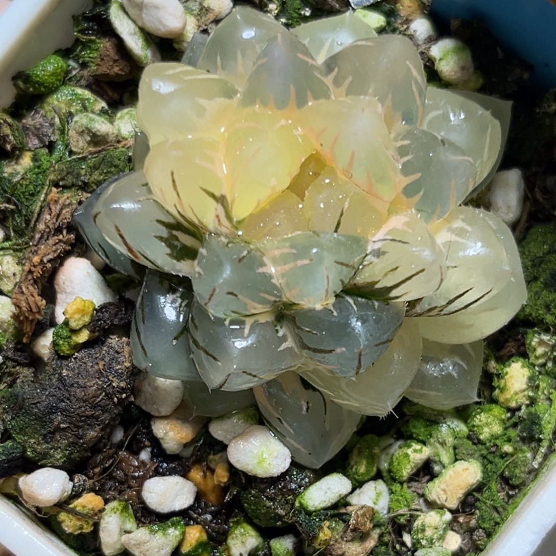 恭喜发财大吉大利0277