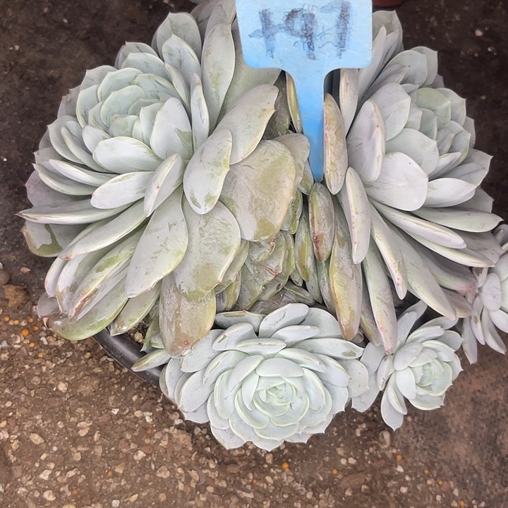 两单包邮，一物一拍97劳林