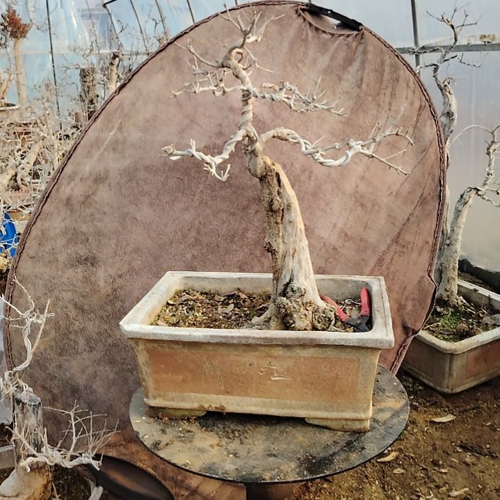 全部花朵石榴盆景