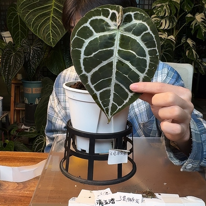 不开花植物J32铜锣烧杂狂想曲