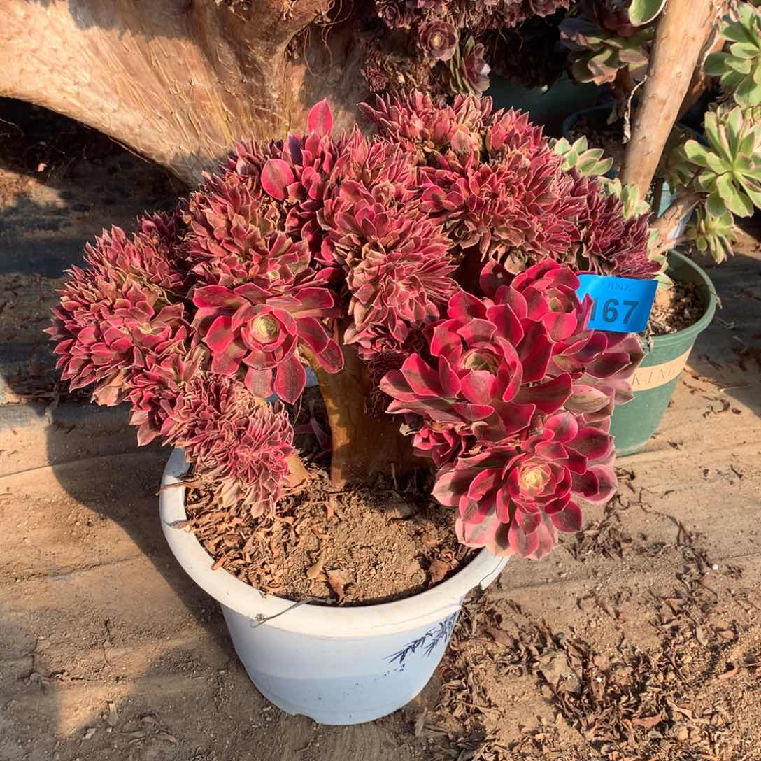 167粉女巫一颗缀化的