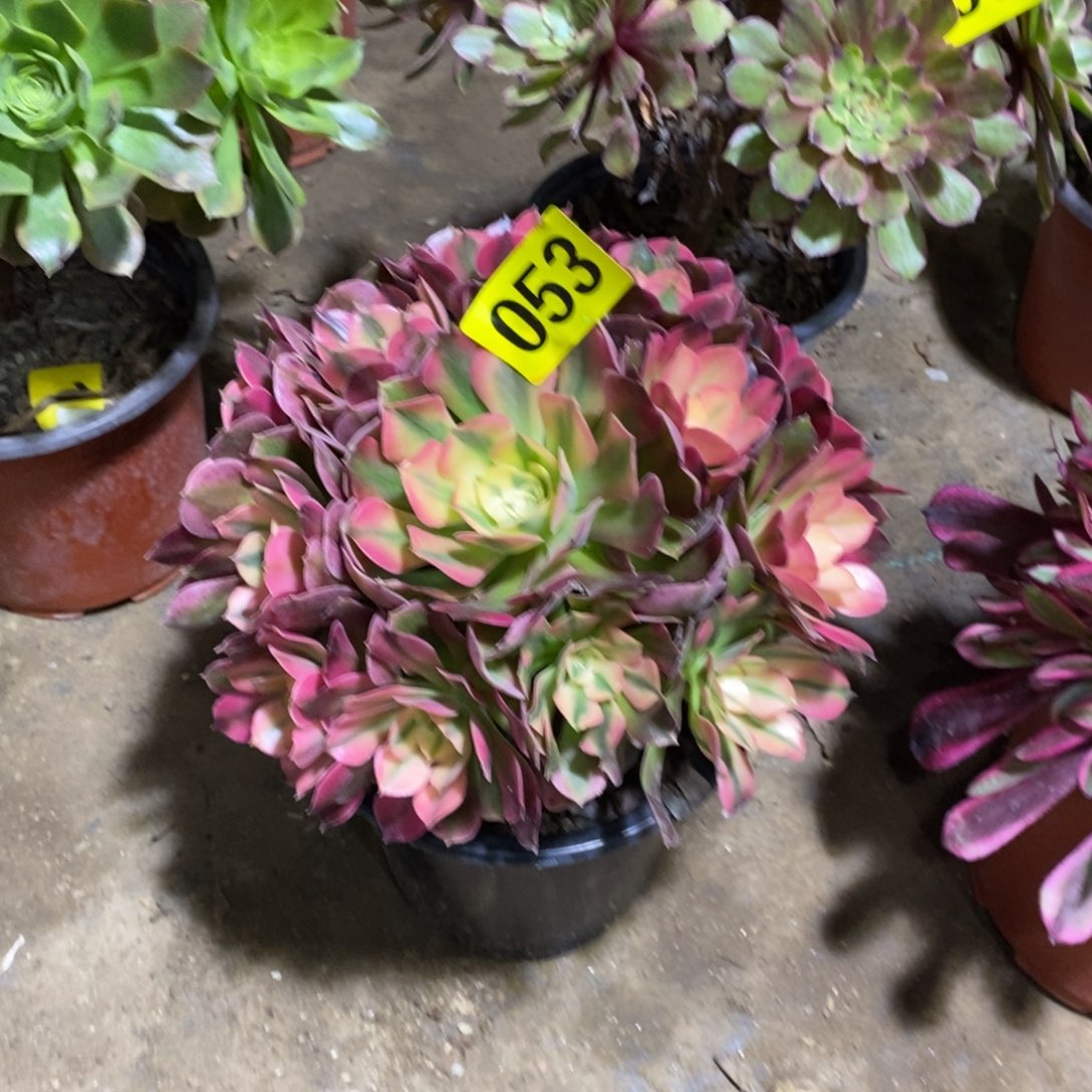 香妃多肉法师053