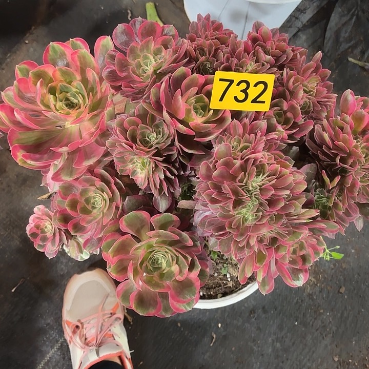 多肉植物缀化732