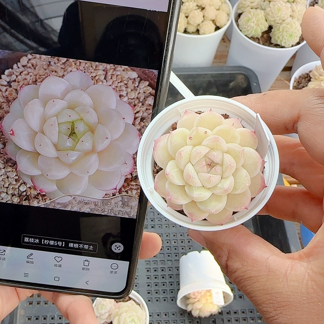 里***羛1221-74（荔枝冰）专拍