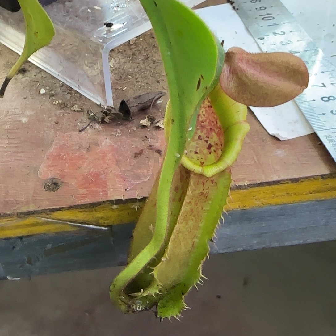 无花朵花唇VLB猪笼