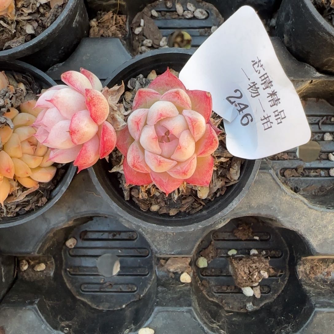 闪购精品多肉246号