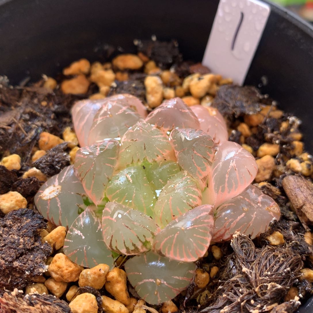 紫罗兰玉露锦，带盆发货