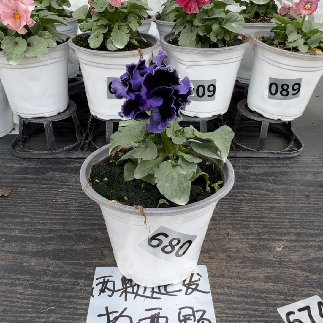 全部花朵680号德古拉