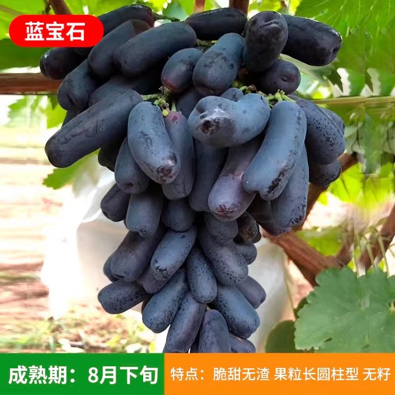 葡萄树苗蓝宝石（盆栽地栽）南北方种植