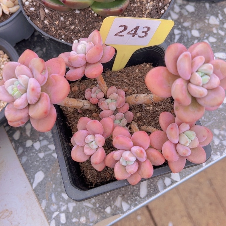 健健康康平平安安