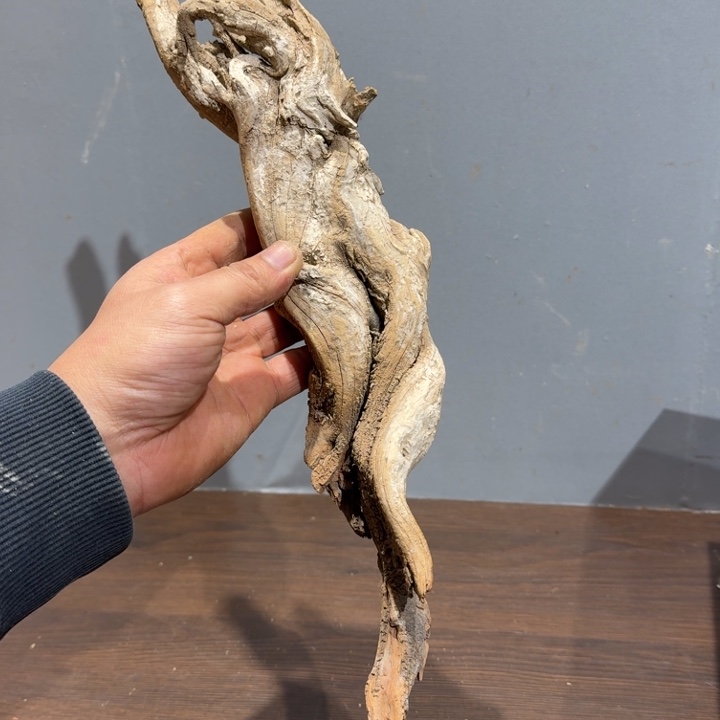 Z***m柏木（崖柏）小乖乖回家坎坎坷坷看看