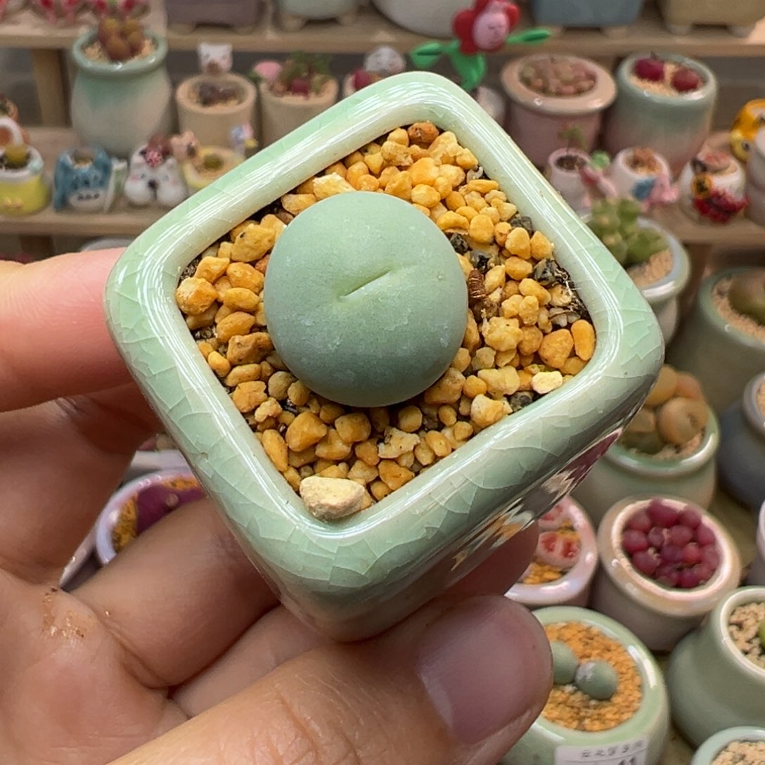 多肉植物34号鸽子蛋