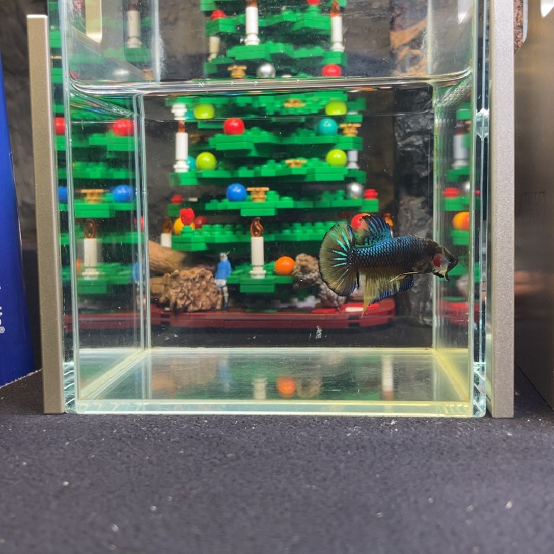 斗鱼十二月十一日竞价