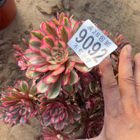 9092白月光多肉植物法师