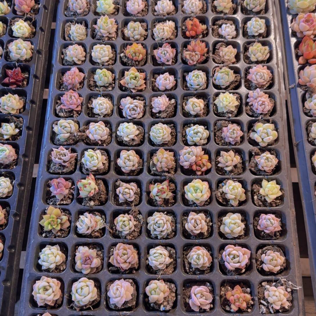 直播一物一拍多肉49