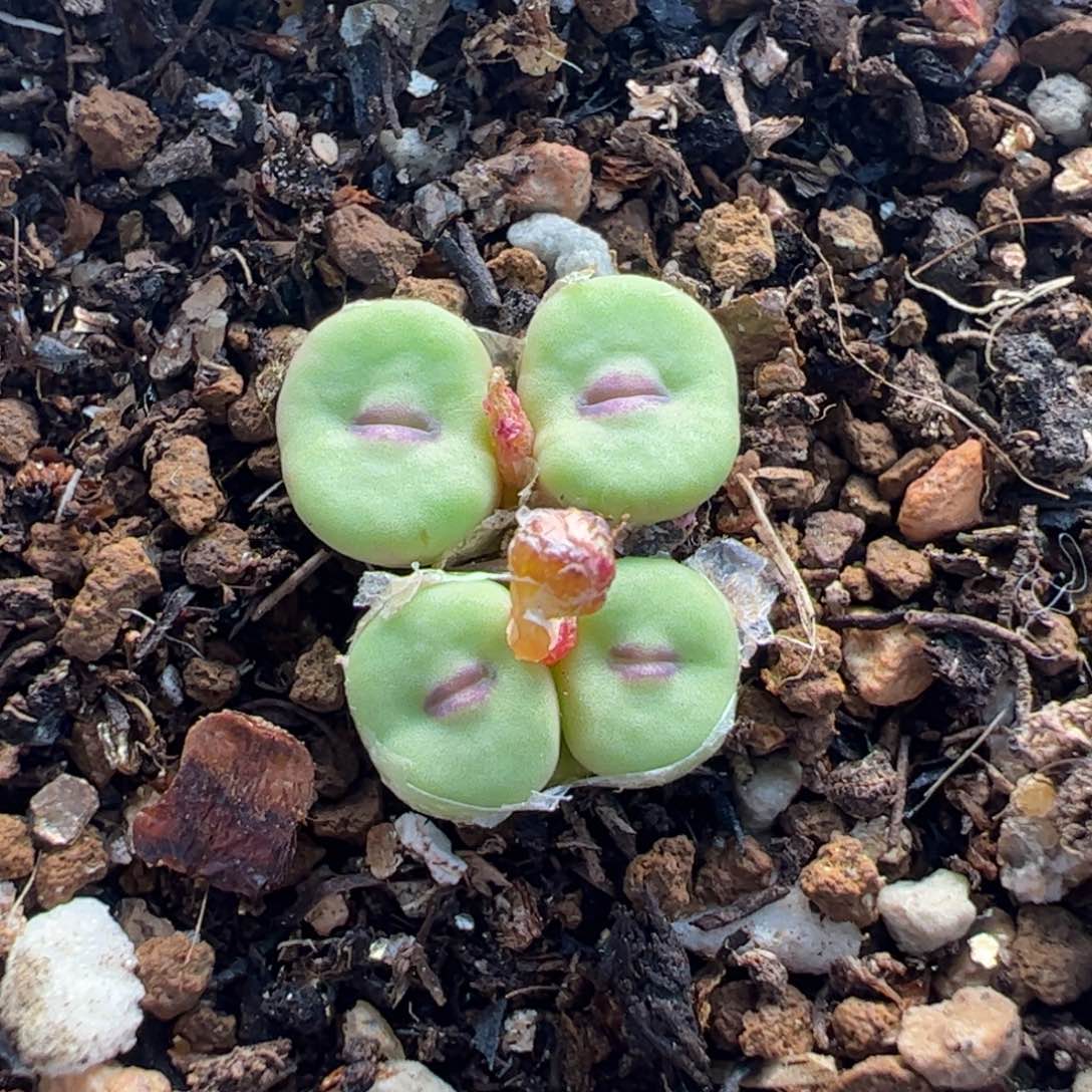 880多肉植物百科