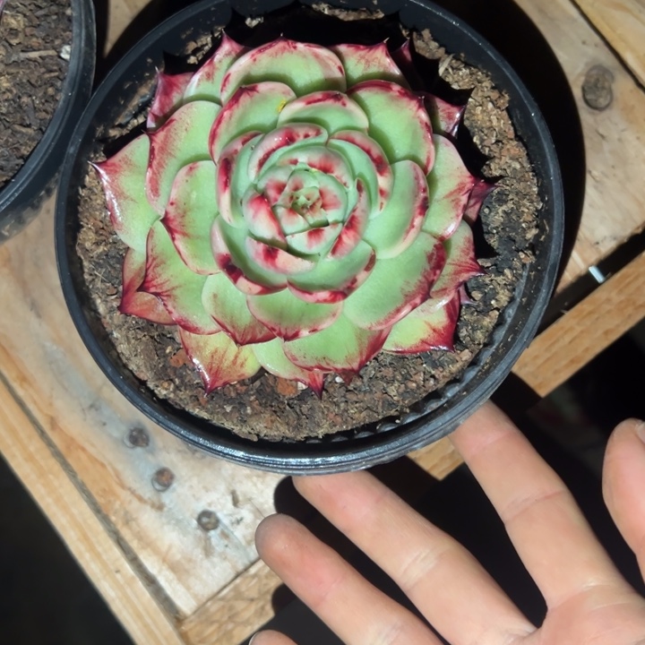 T***微多肉植物tian微发货1111