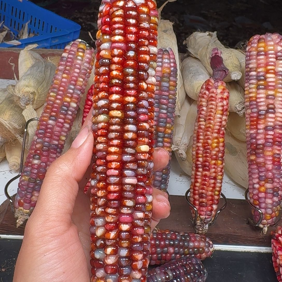 三***半吊坠柏香籽/百香籽