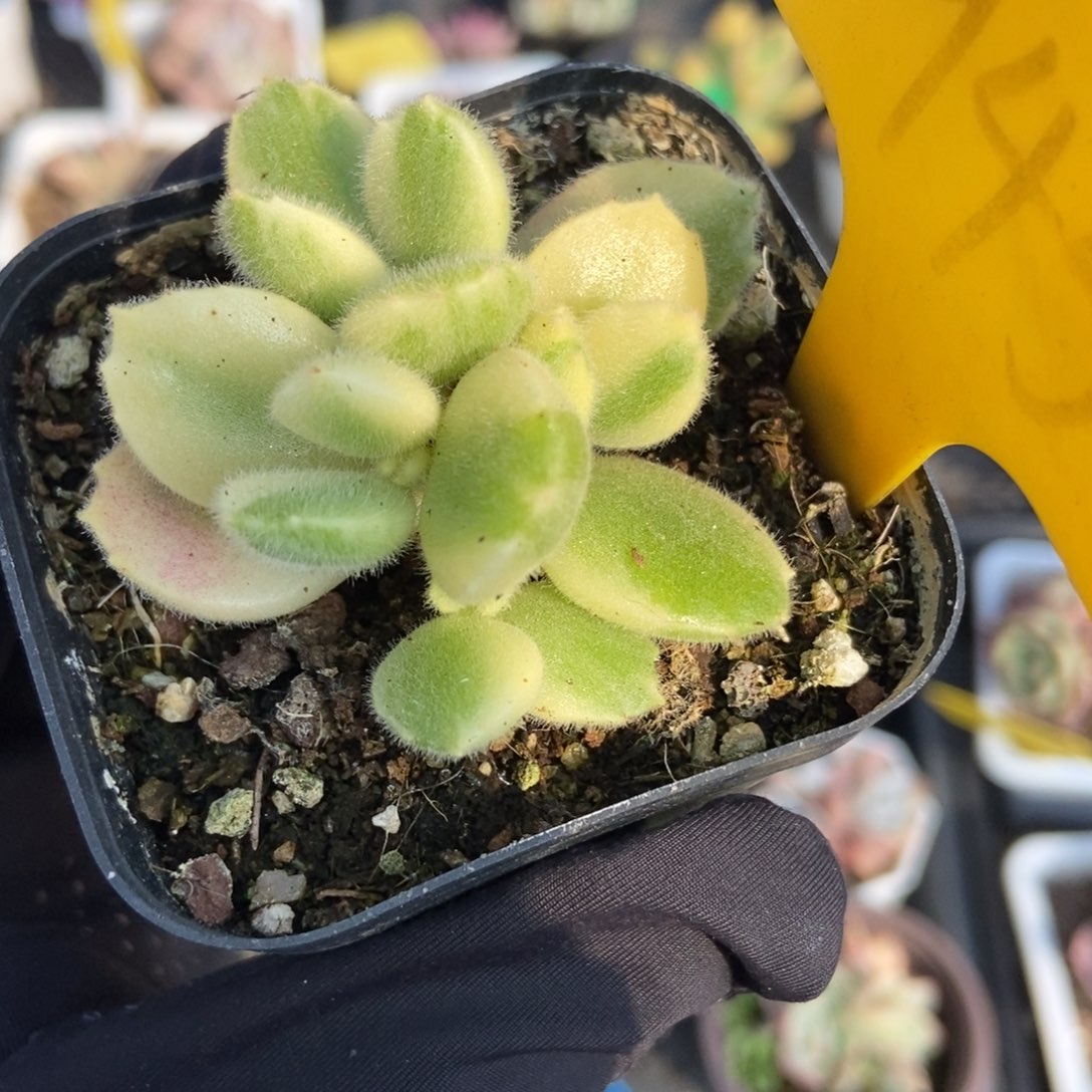 1945白熊多肉植物