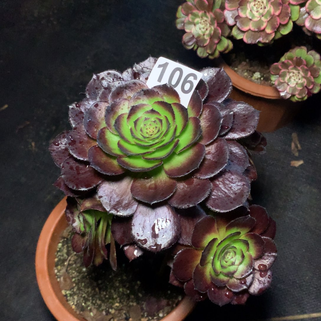 ℒ***³黑美人106法师多肉植物1500000