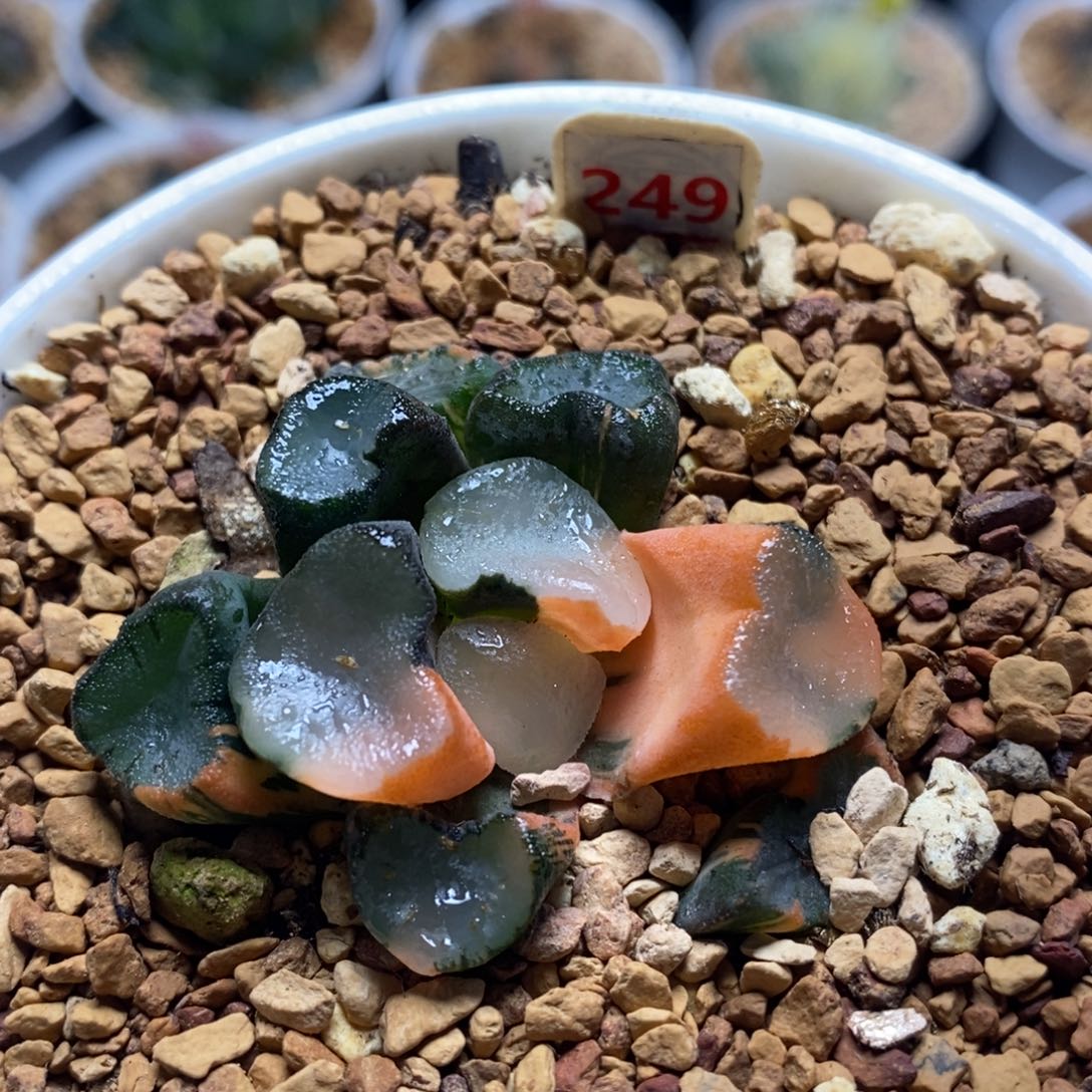 249空门十二卷多肉植物