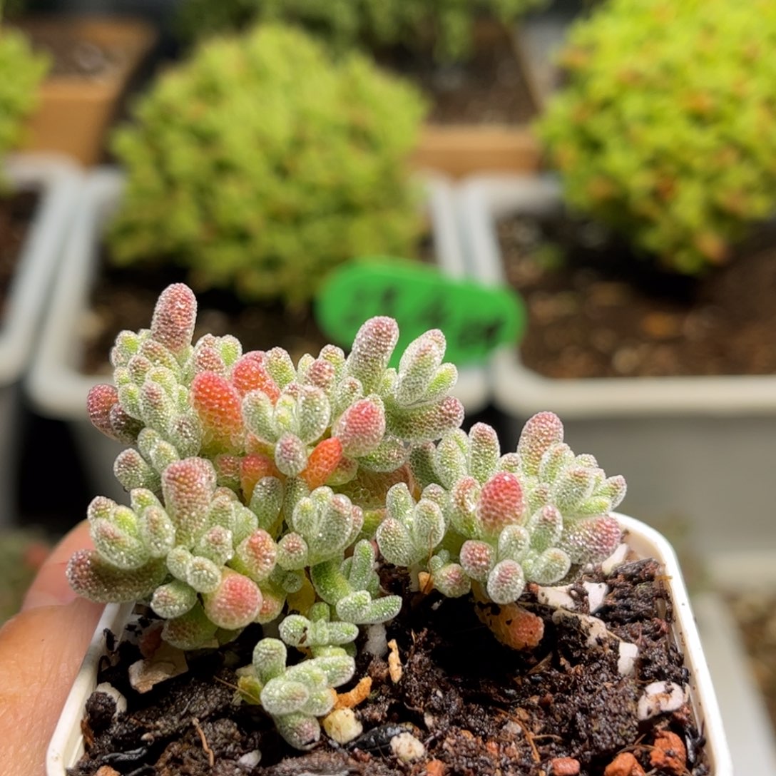 1723冰晶枝干番杏