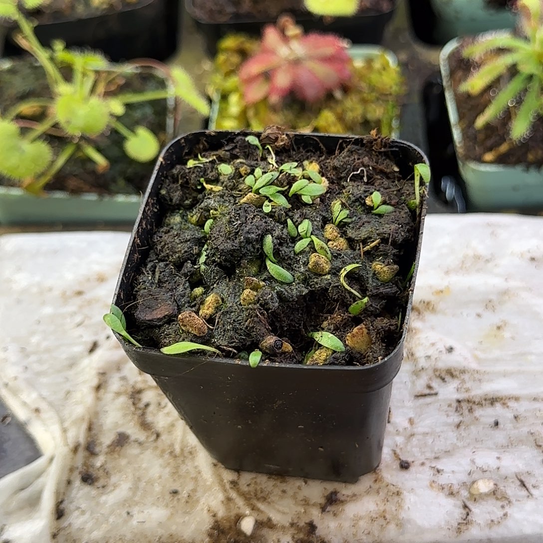 完全开放攀缘狸藻