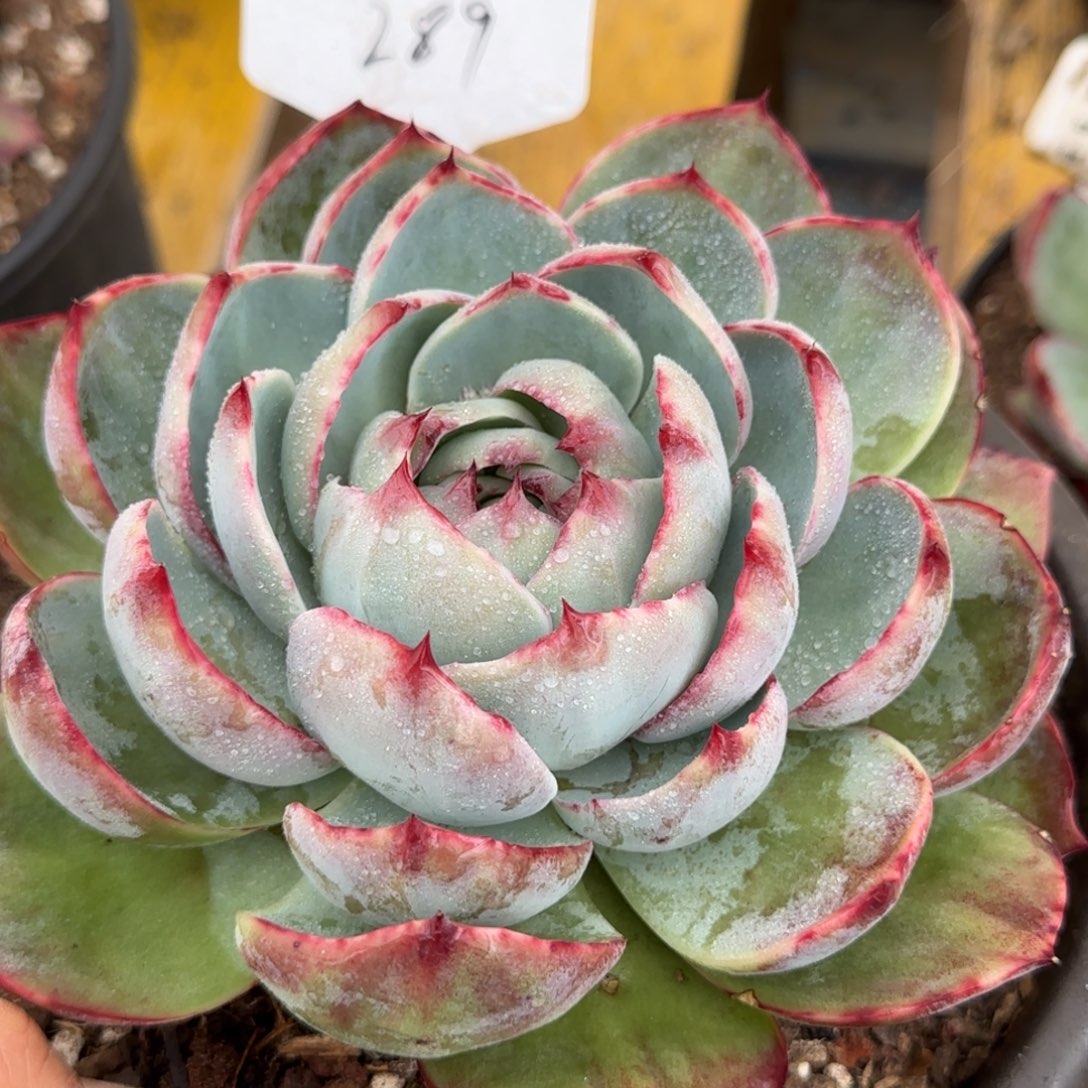 叠叶惊鸿一物一拍包装收缩花旱289