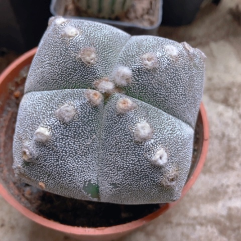 四角仙人球12米仙人球