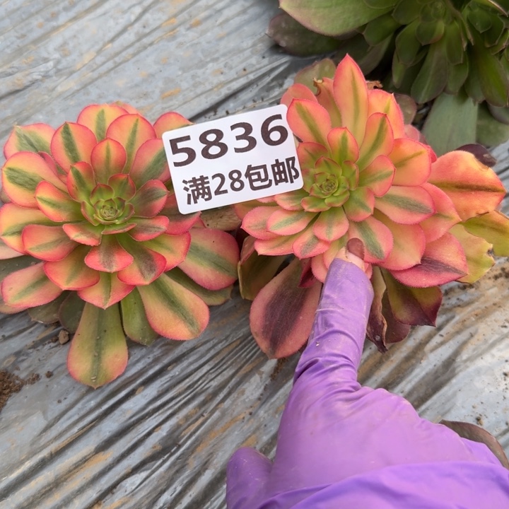 5836两个多肉二号棚M