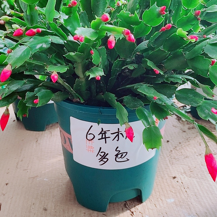 无花朵6年多色老庄福利