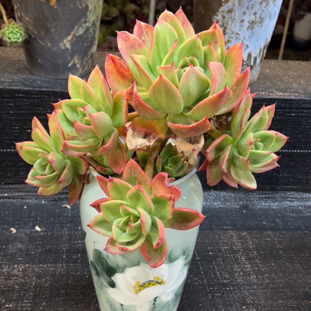 腾云无砍老桩福利价