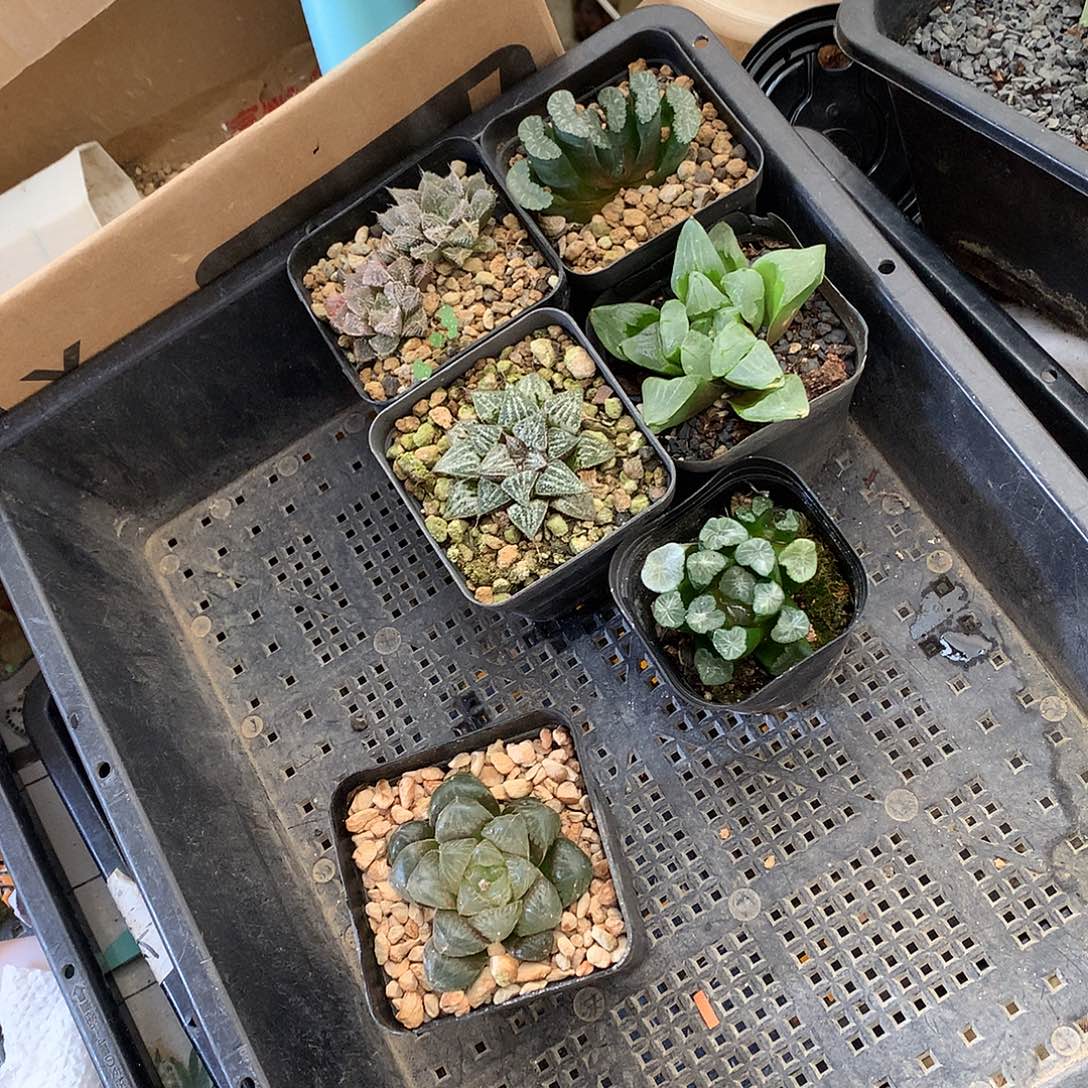 玉露寿带盆土发货xklomoy