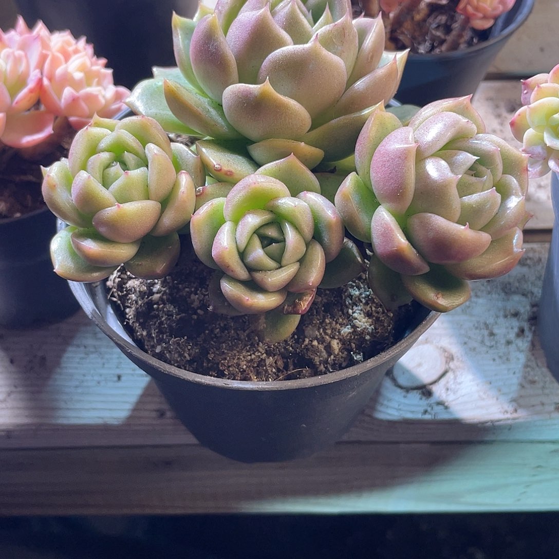 0638  冰城  六月六