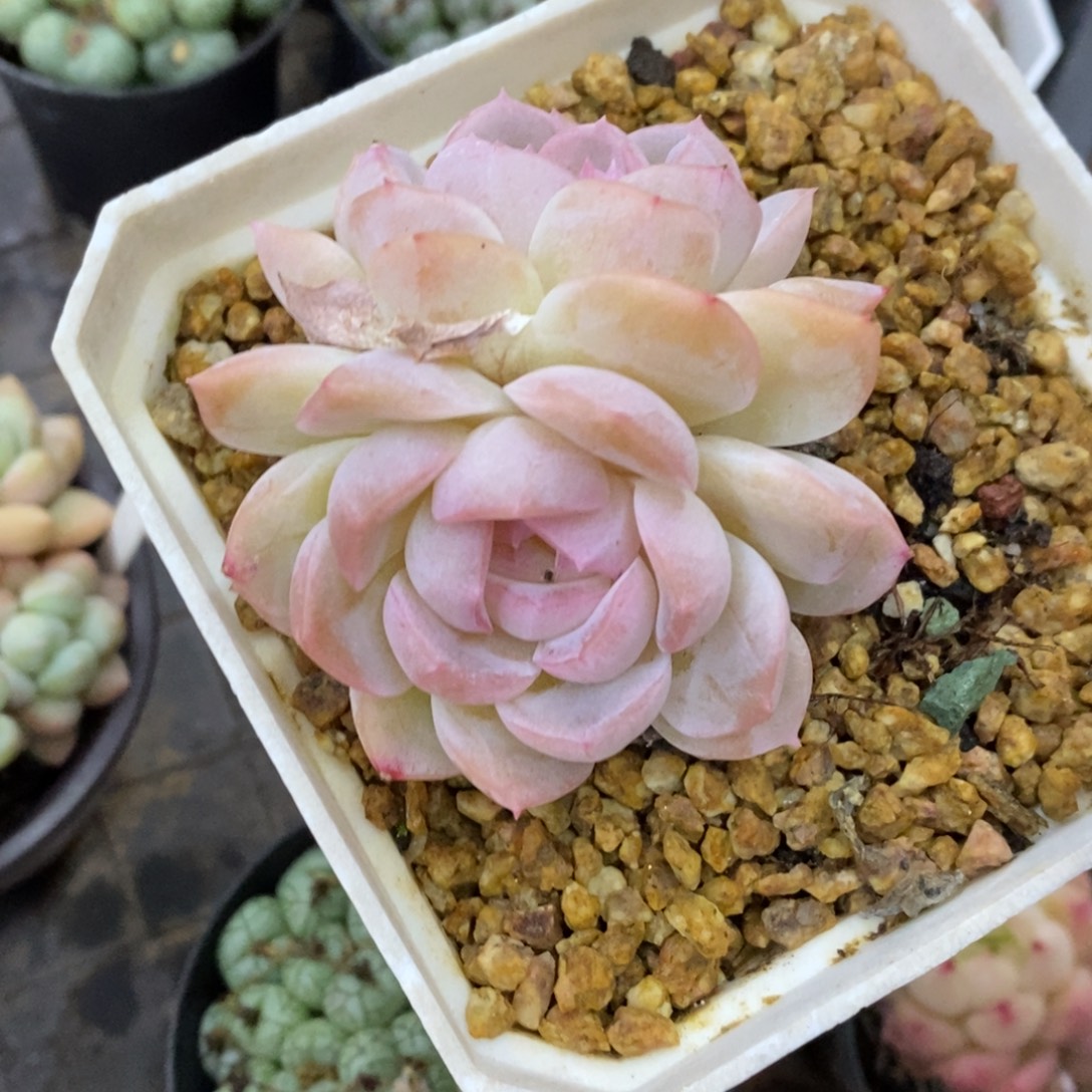 精品多肉一物一拍不包整342