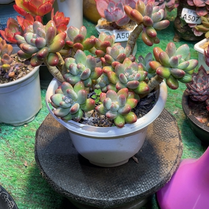 新***）精控老桩苹果奶多肉