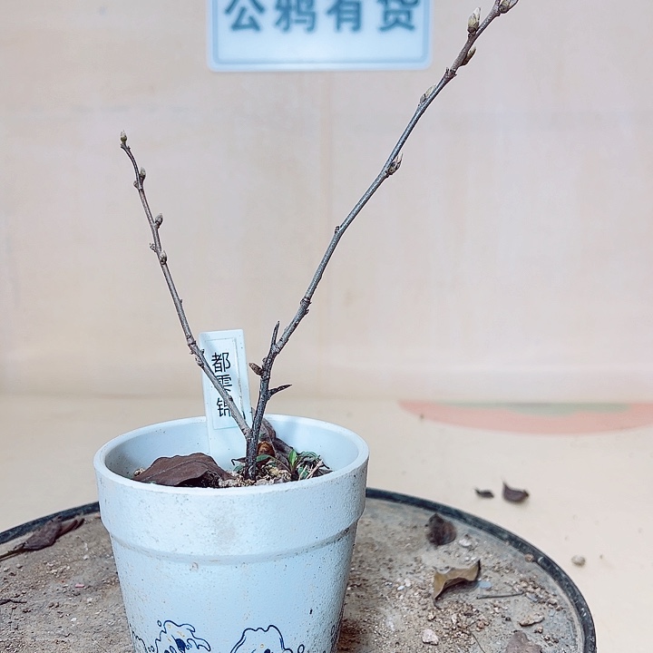 无花朵哈哈哈哈哈哈