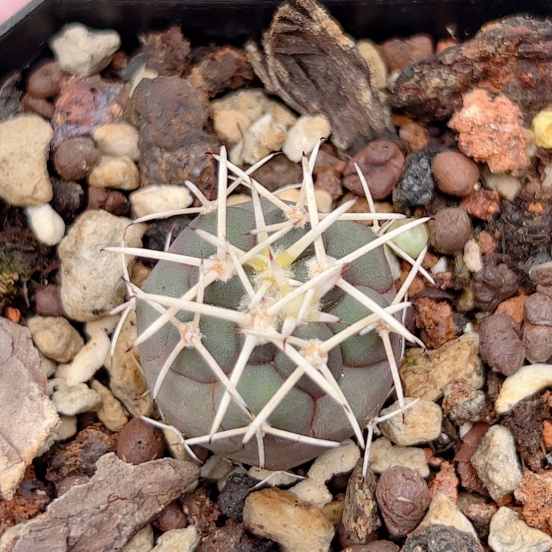 实生 大祥冠仙人球