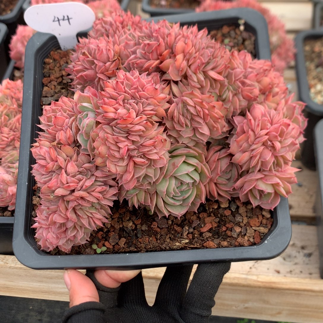 18厘米昂斯诺缀 44