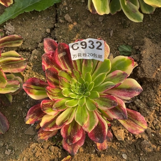 932莫兰迪多肉植物