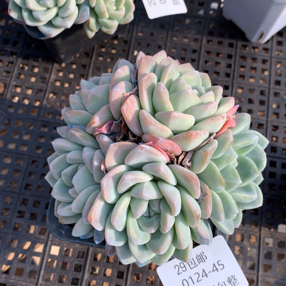 0124-45 冰玉捧花